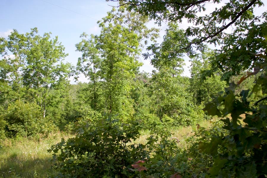 Thunder Mountain Ranch Tract 5 photo 4