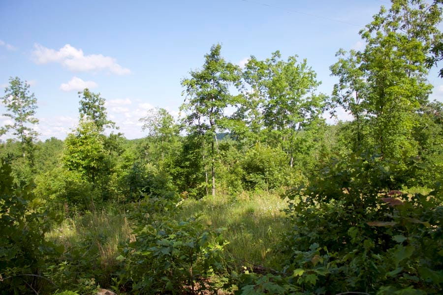 Thunder Mountain Ranch Tract 5 photo 5