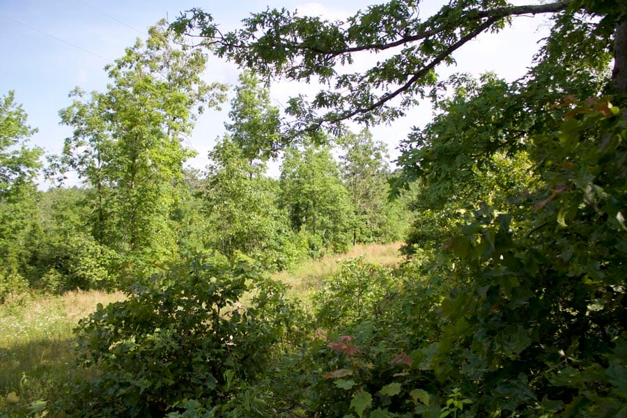 Thunder Mountain Ranch Tract 5 photo 6