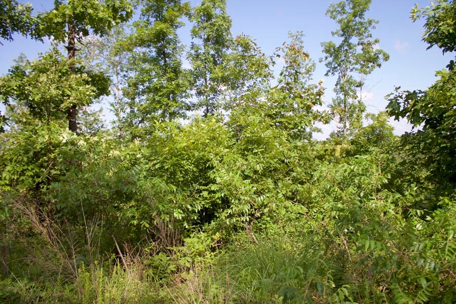 Thunder Mountain Ranch Tract 5 photo 16