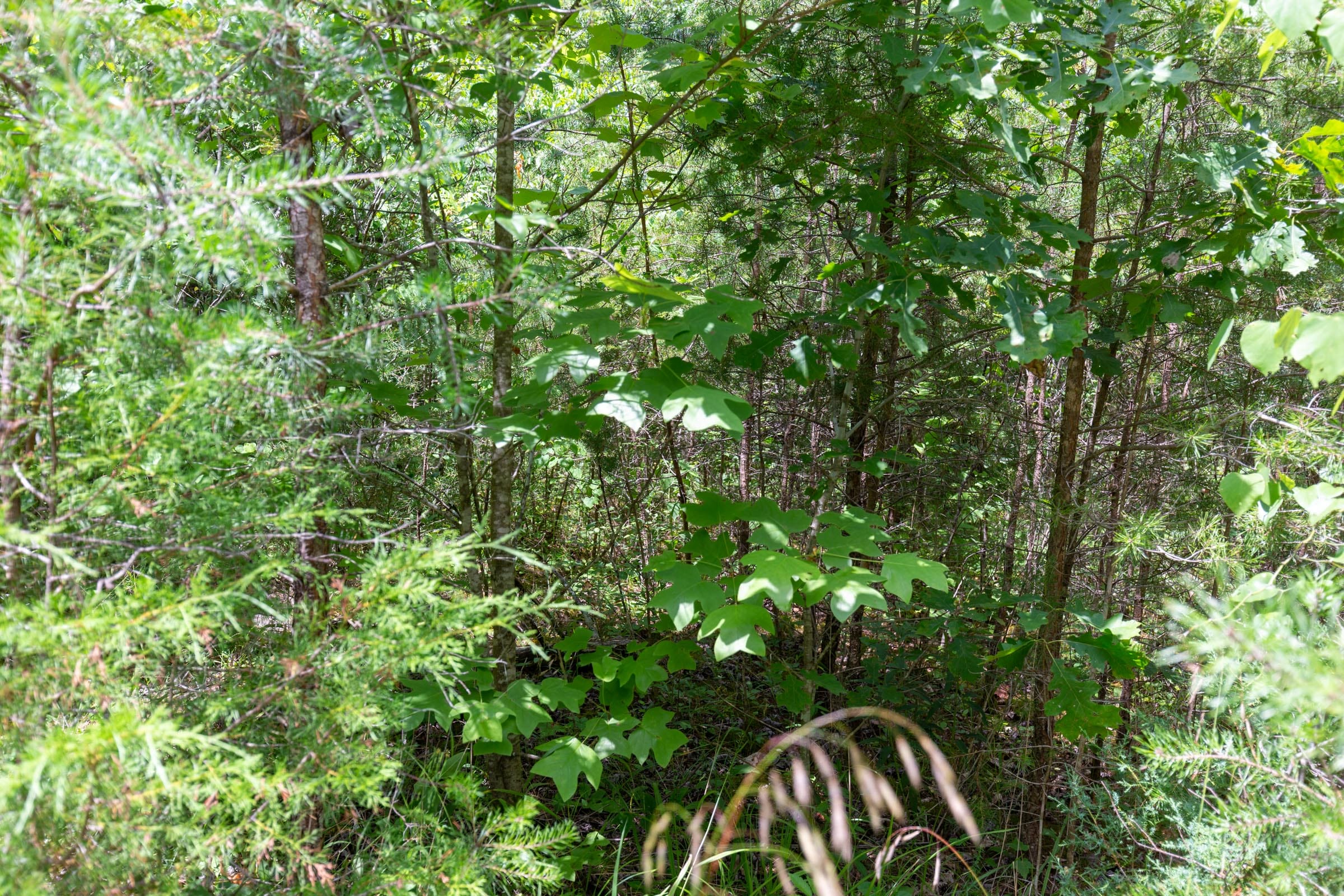 Tucker Hollow Tract 3 photo 2