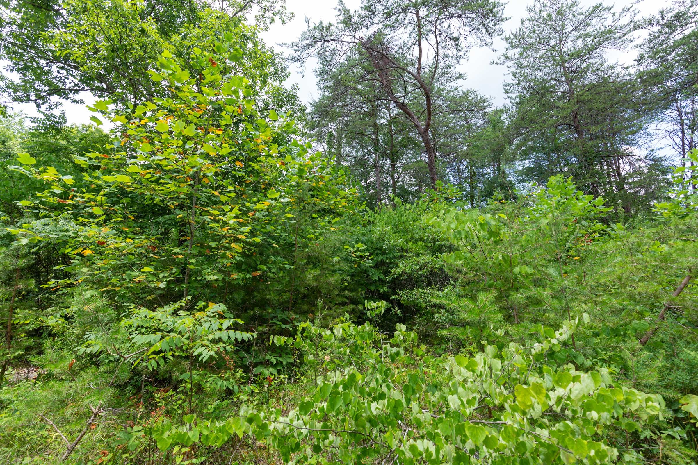 Tucker Hollow Tract 3 photo 3