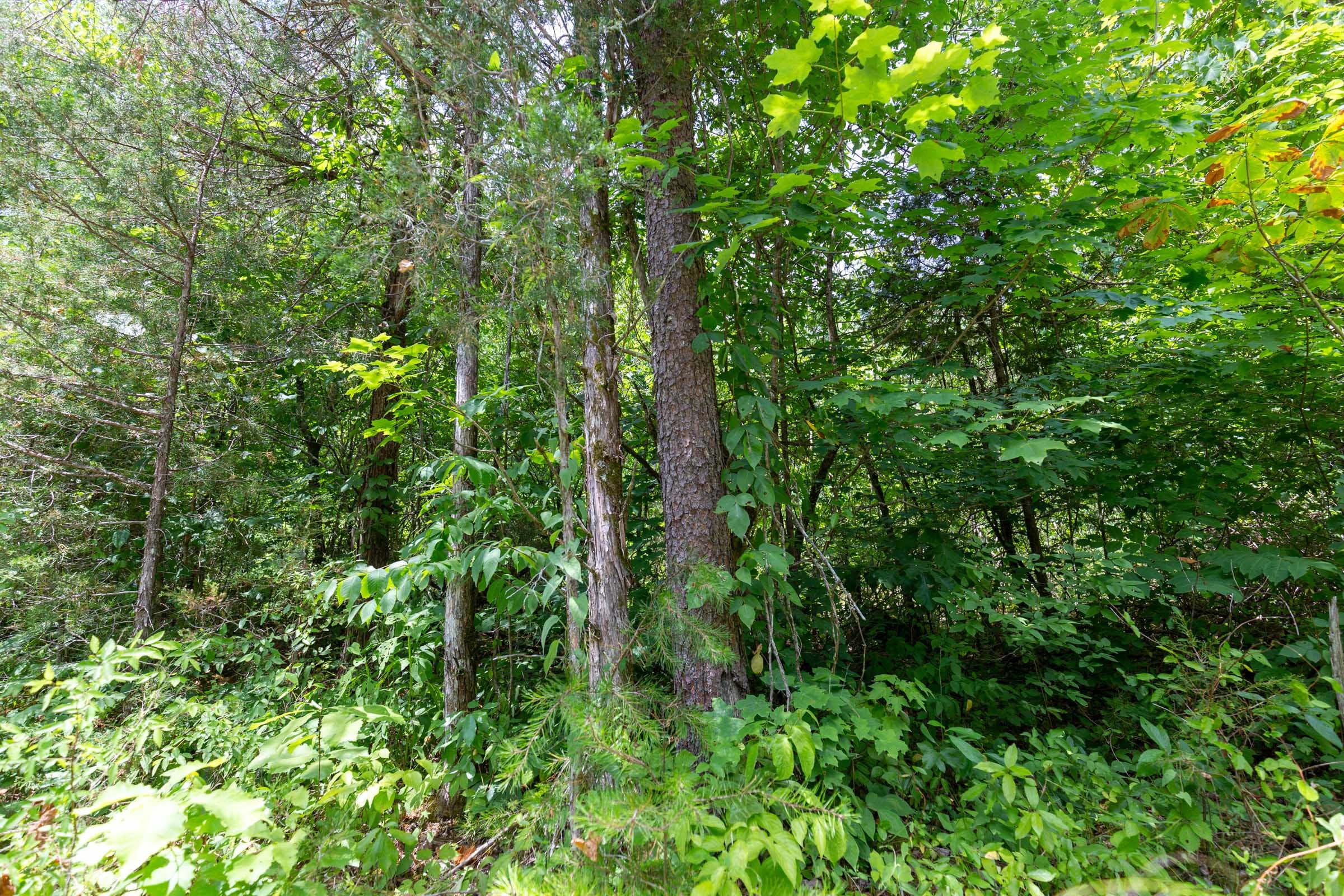 Tucker Hollow Tract 3 photo 4