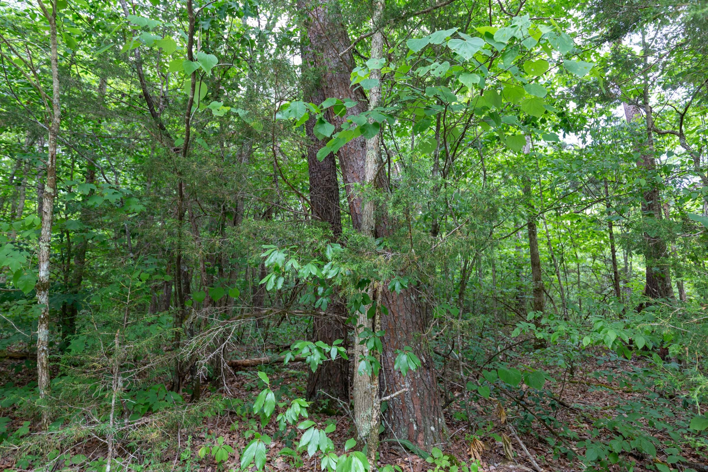 Tucker Hollow Tract 3 photo 6