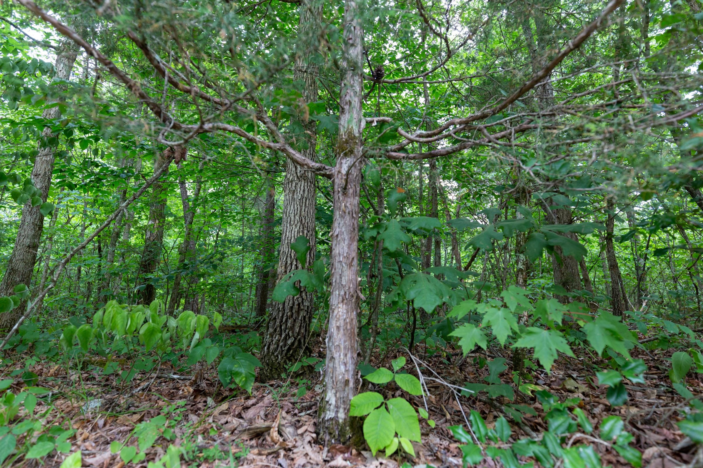 Tucker Hollow Tract 3 photo 8