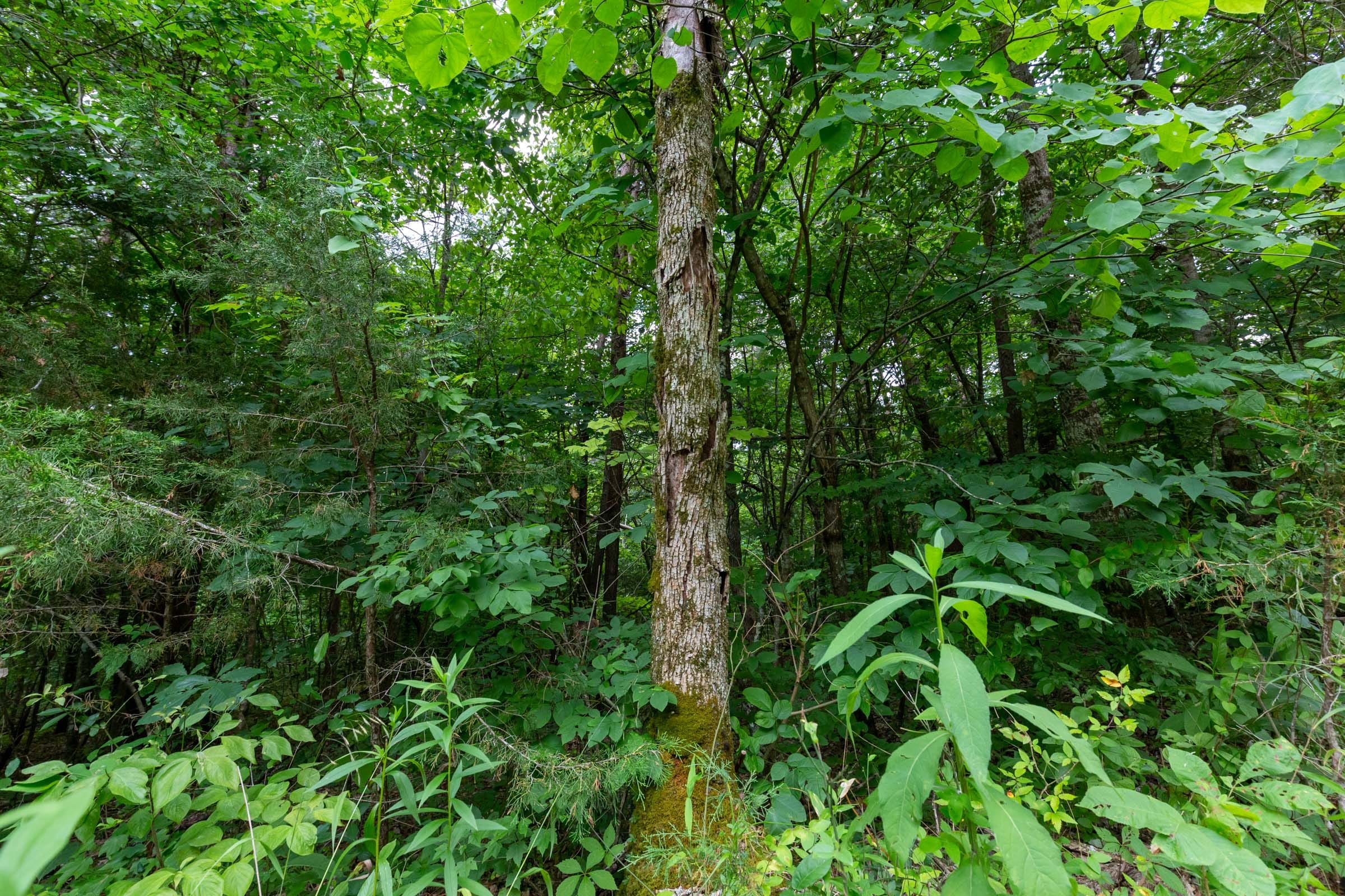 Tucker Hollow Tract 3 photo 7