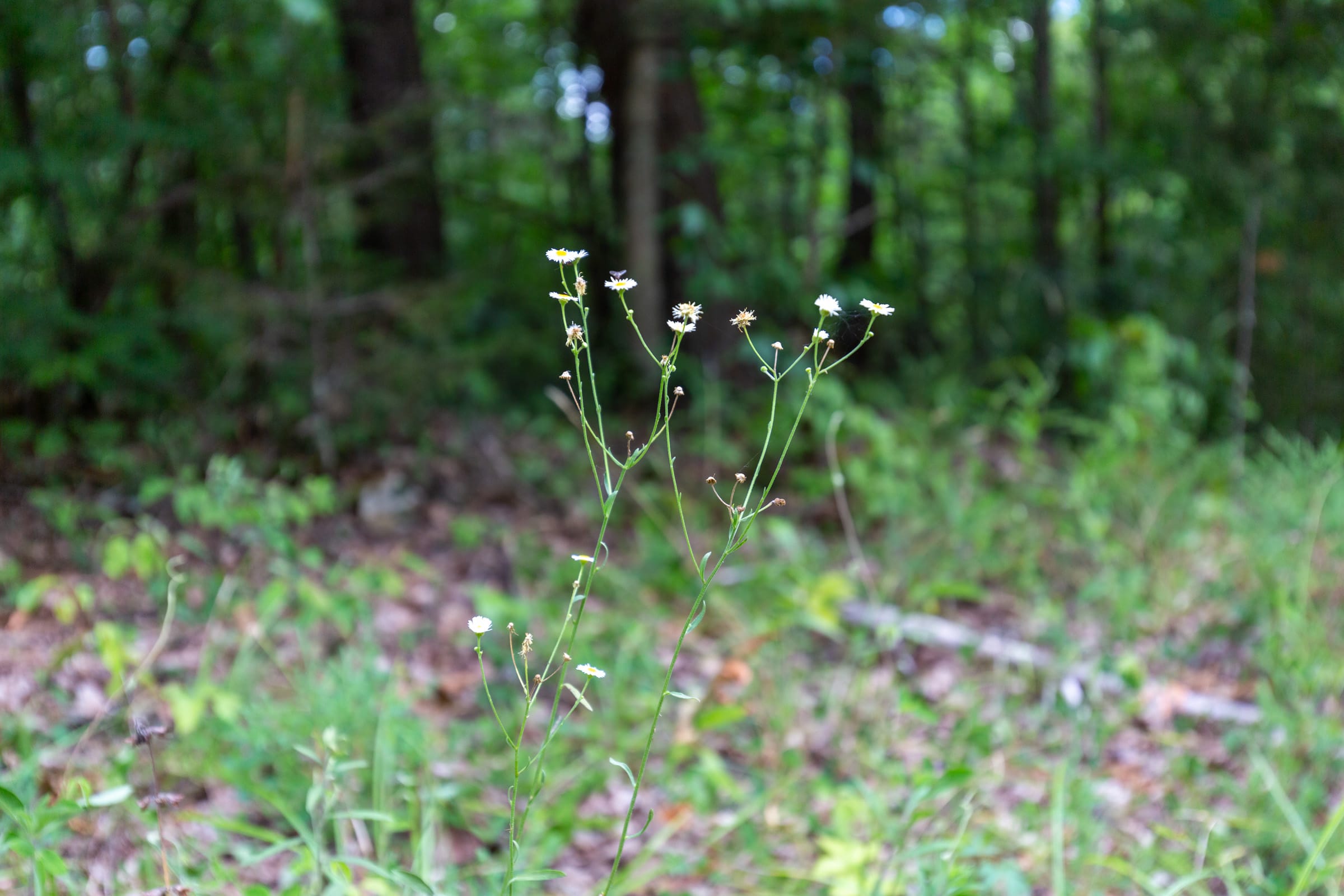 Tucker Hollow Tract 3 photo 11