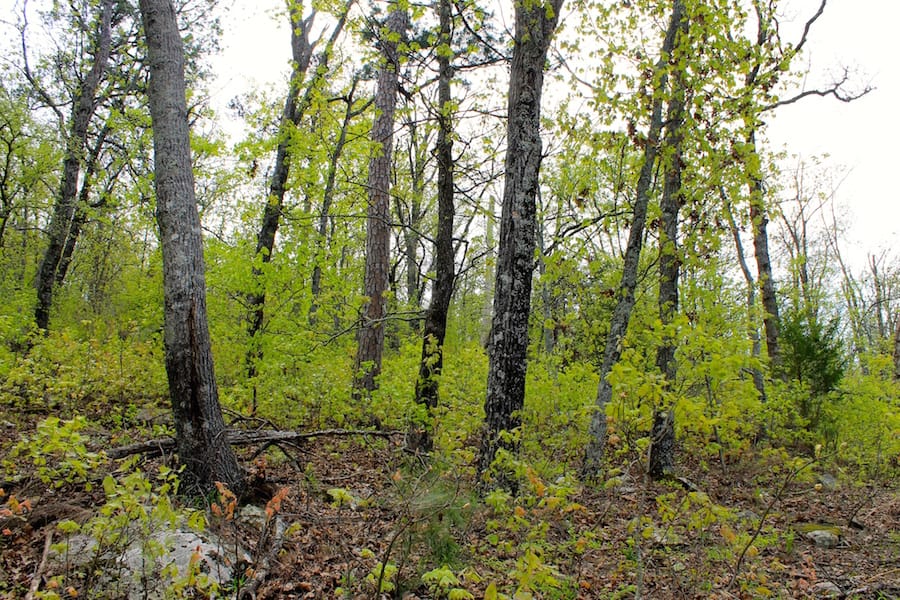 Trophy Ridge Phase III Tract 52 photo 2