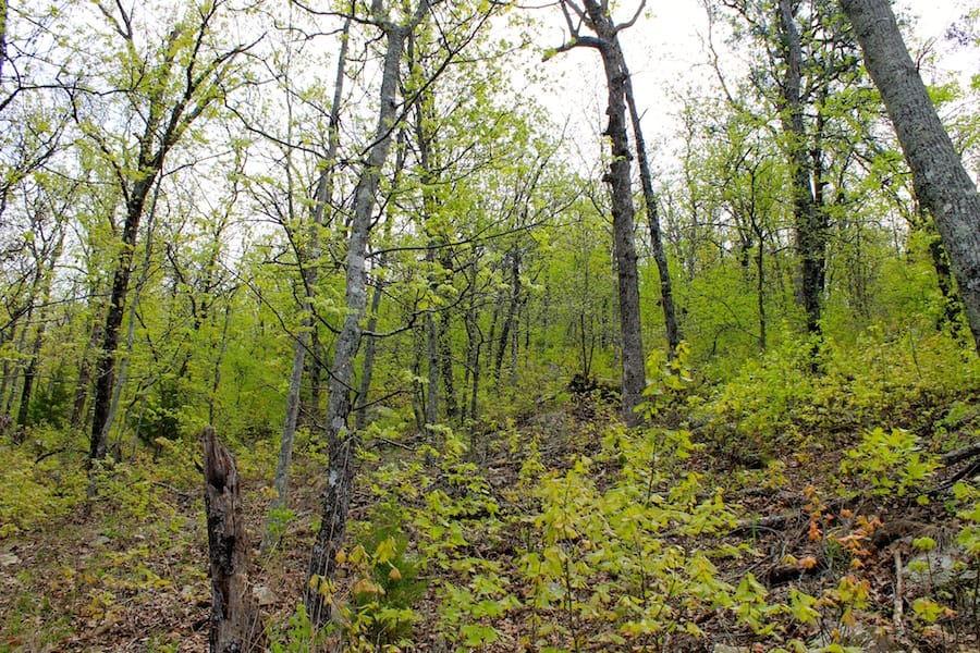 Trophy Ridge Phase III Tract 52 photo 3