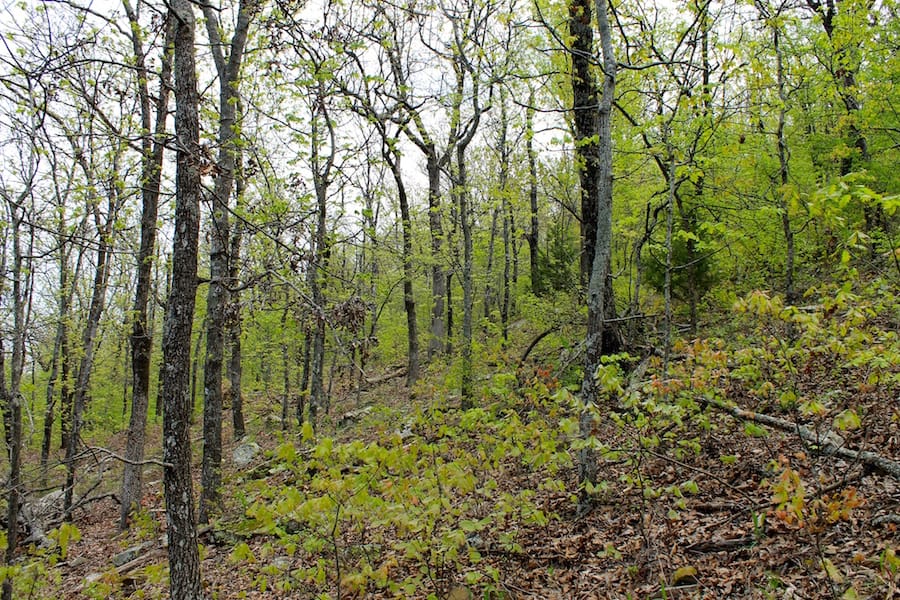 Trophy Ridge Phase III Tract 52 photo 4
