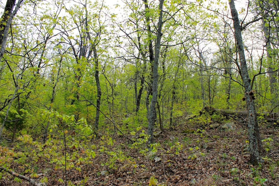 Trophy Ridge Phase III Tract 52 photo 5