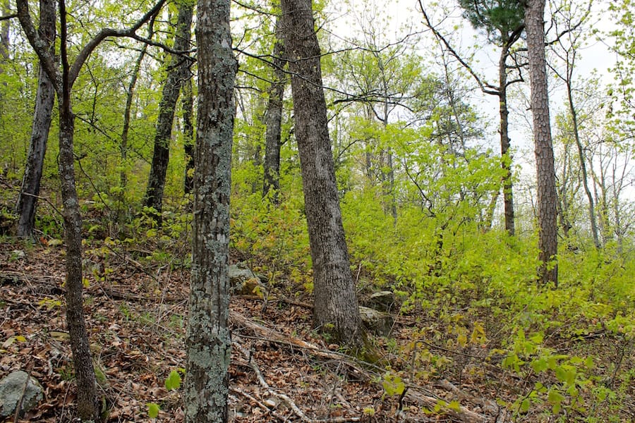 Trophy Ridge Phase III Tract 52 photo 6