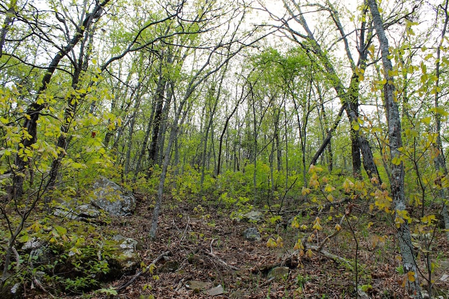 Trophy Ridge Phase III Tract 52 photo 7