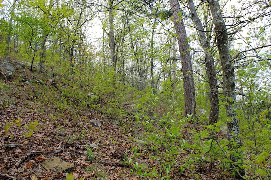 Trophy Ridge Phase III Tract 52 photo 8