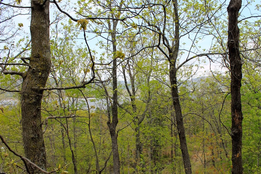 Trophy Ridge Phase III Tract 52 photo 9