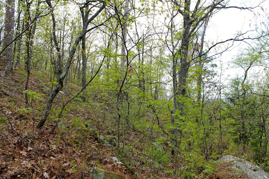 Trophy Ridge Phase III Tract 52 photo 13