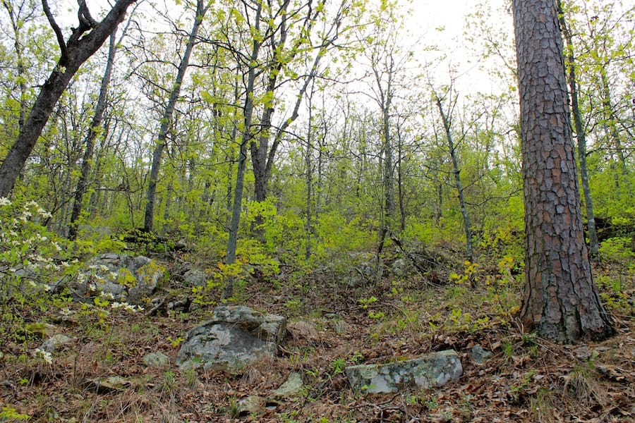 Trophy Ridge Phase III Tract 52 photo 14