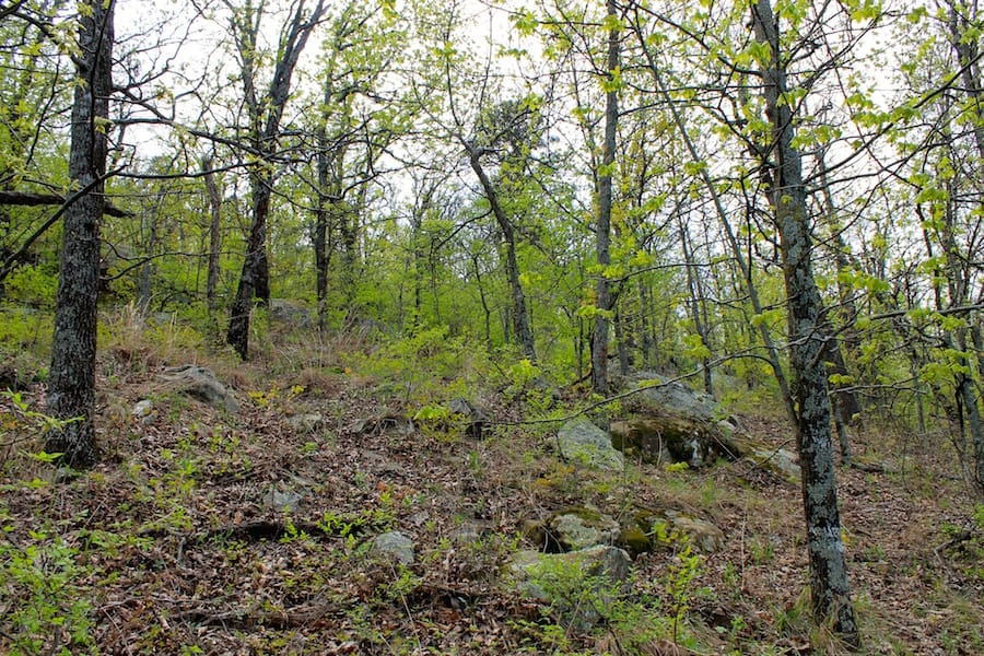 Trophy Ridge Phase III Tract 52 photo 18