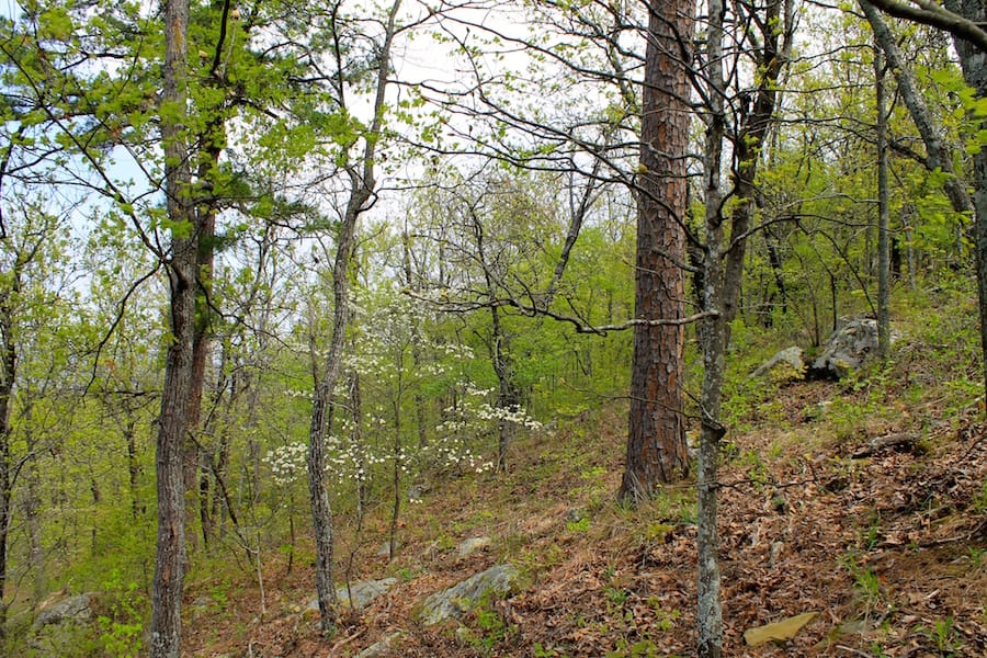 Trophy Ridge Phase III Tract 52 photo 22