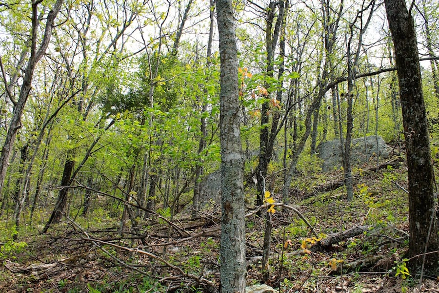 Trophy Ridge Phase III Tract 52 photo 24