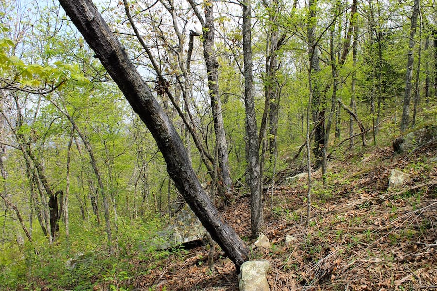 Trophy Ridge Phase III Tract 52 photo 26