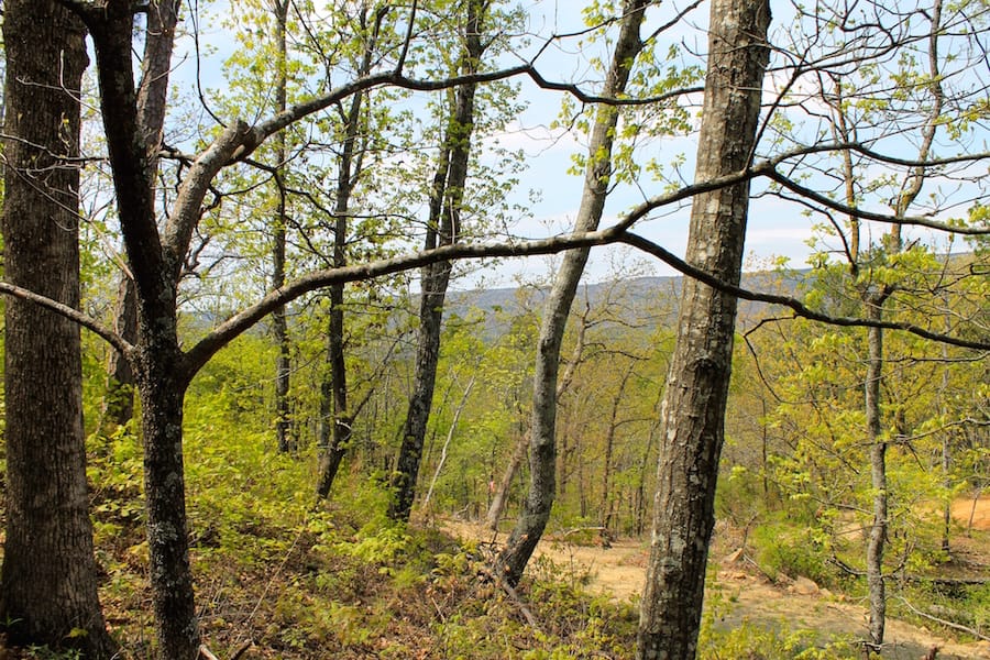 Trophy Ridge Phase III Tract 52 photo 28