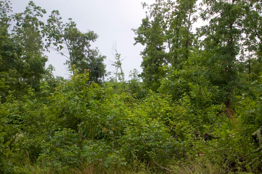 Thunder Mountain Ranch Tract 49 photo 2