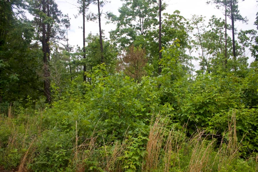 Thunder Mountain Ranch Tract 49 photo 4