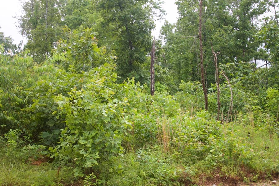 Thunder Mountain Ranch Tract 49 photo 5