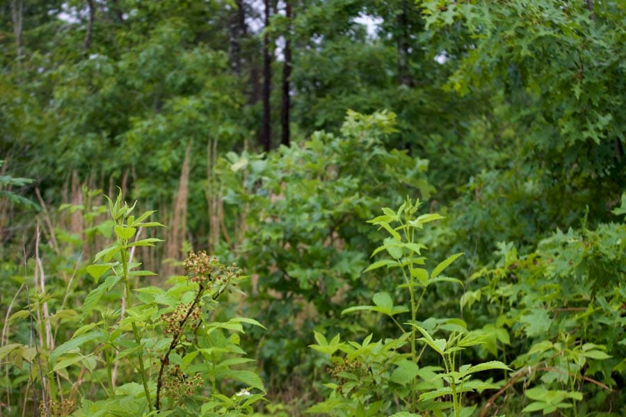 Thunder Mountain Ranch Tract 49 photo 8
