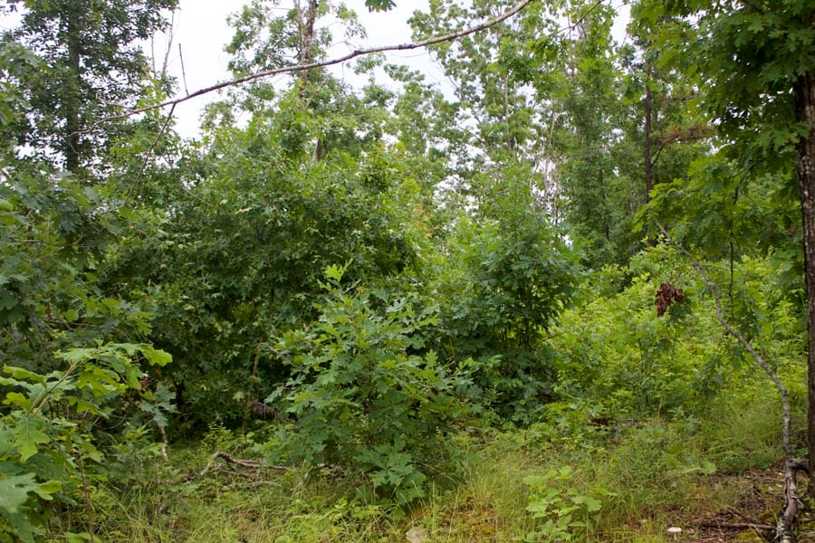 Thunder Mountain Ranch Tract 49 photo 9