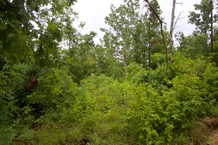 Thunder Mountain Ranch Tract 49 photo 10