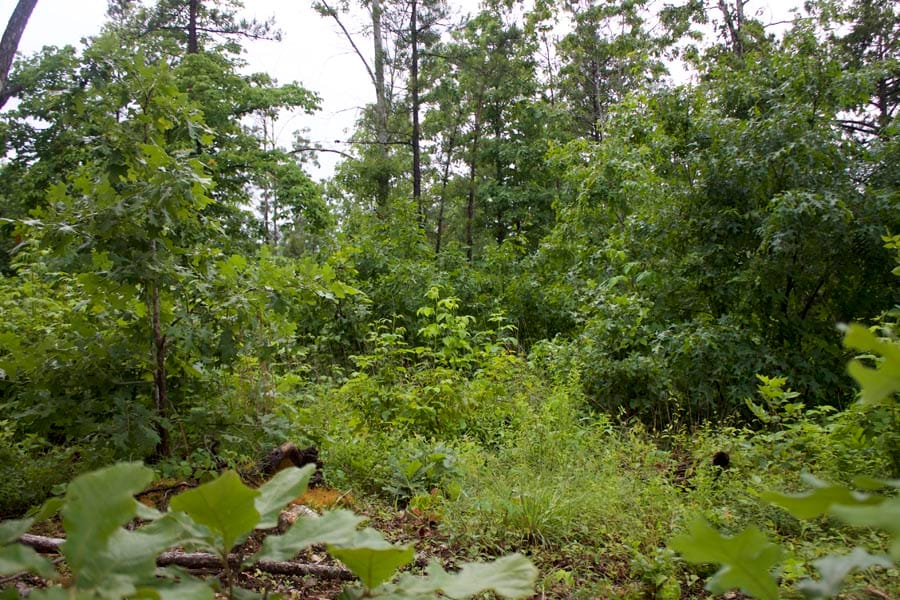 Thunder Mountain Ranch Tract 49 photo 11