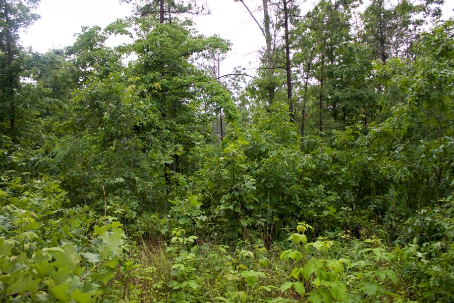 Thunder Mountain Ranch Tract 49 photo 12