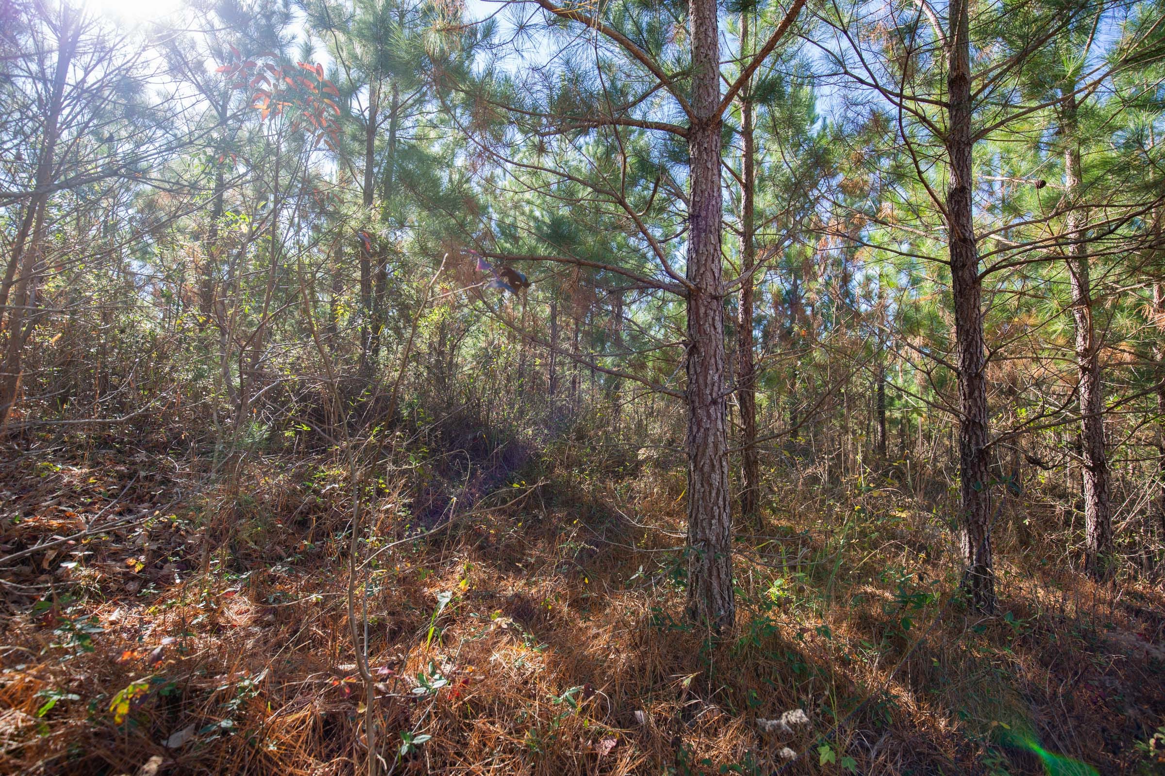Pine Ridge Tract 4 photo 2