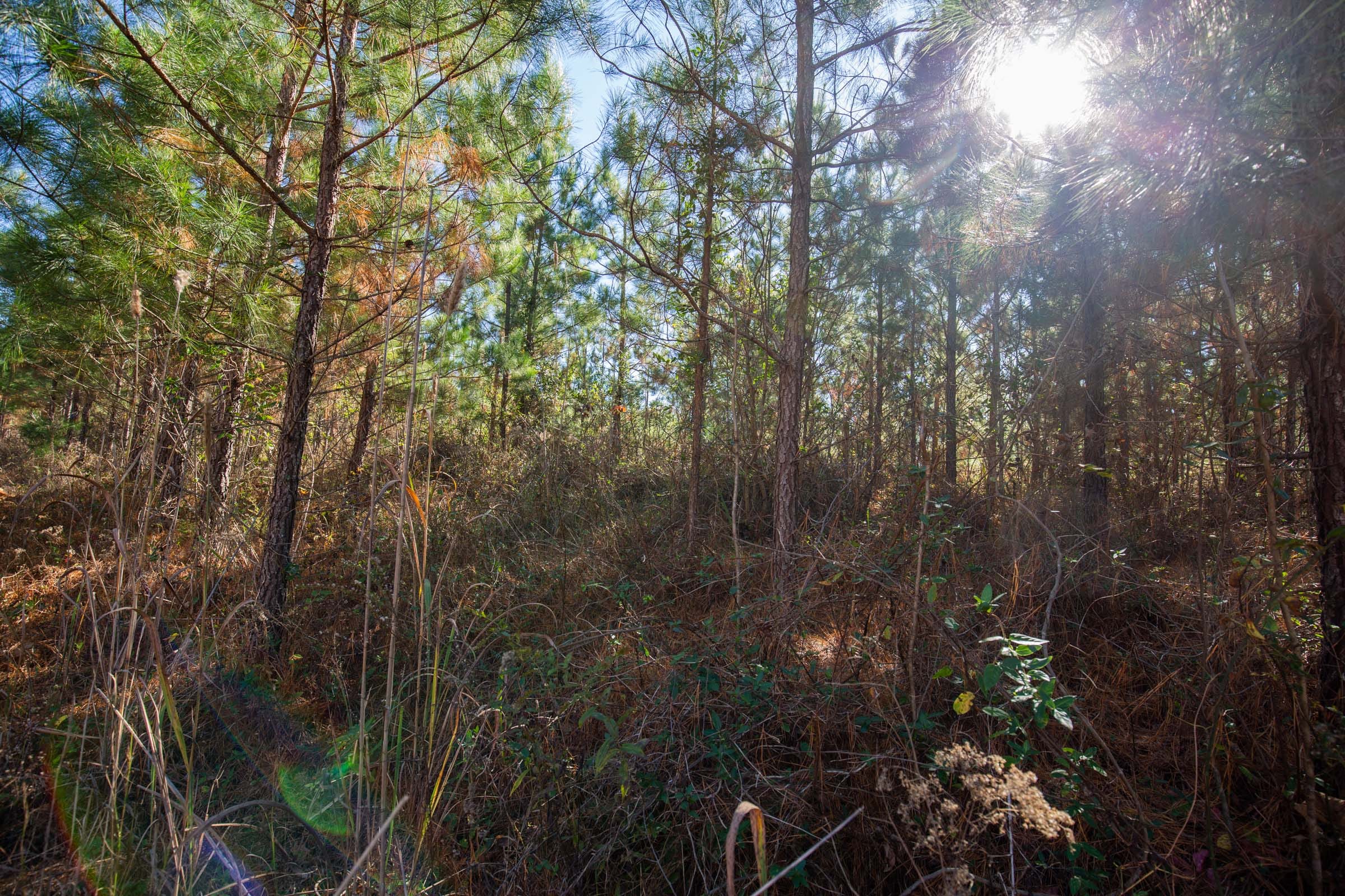 Pine Ridge Tract 4 photo 4