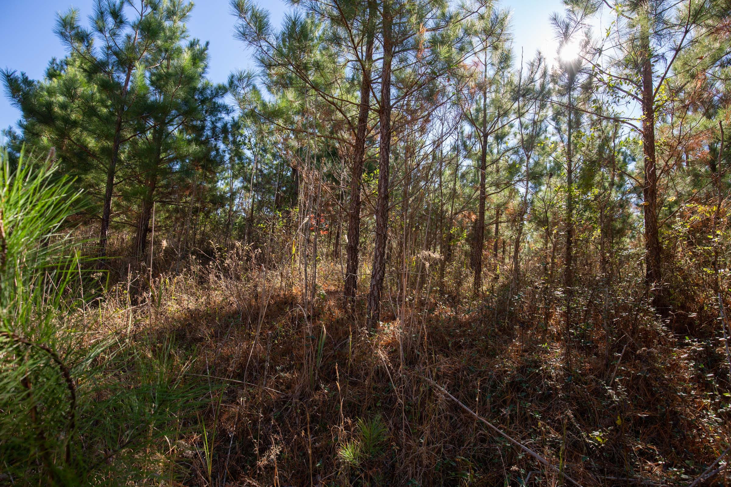 Pine Ridge Tract 4 photo 3