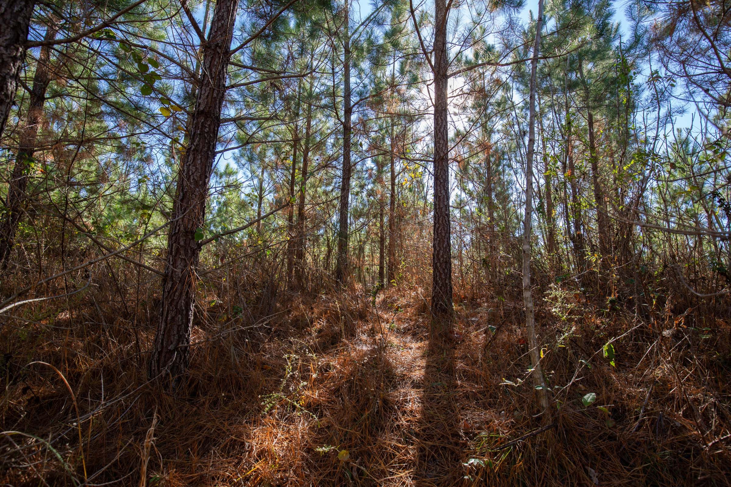 Pine Ridge Tract 4 photo 6