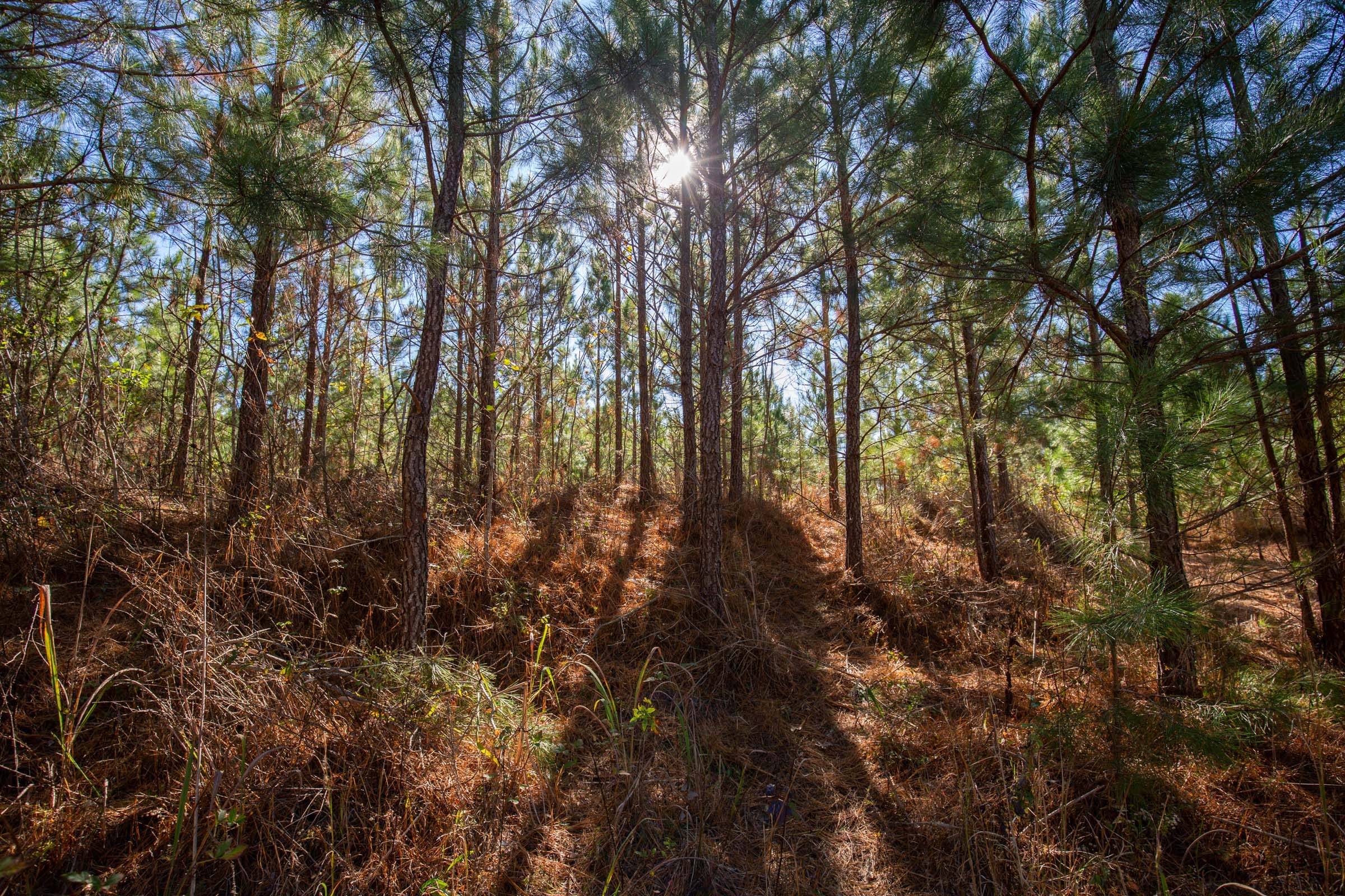 Pine Ridge Tract 4 photo 10