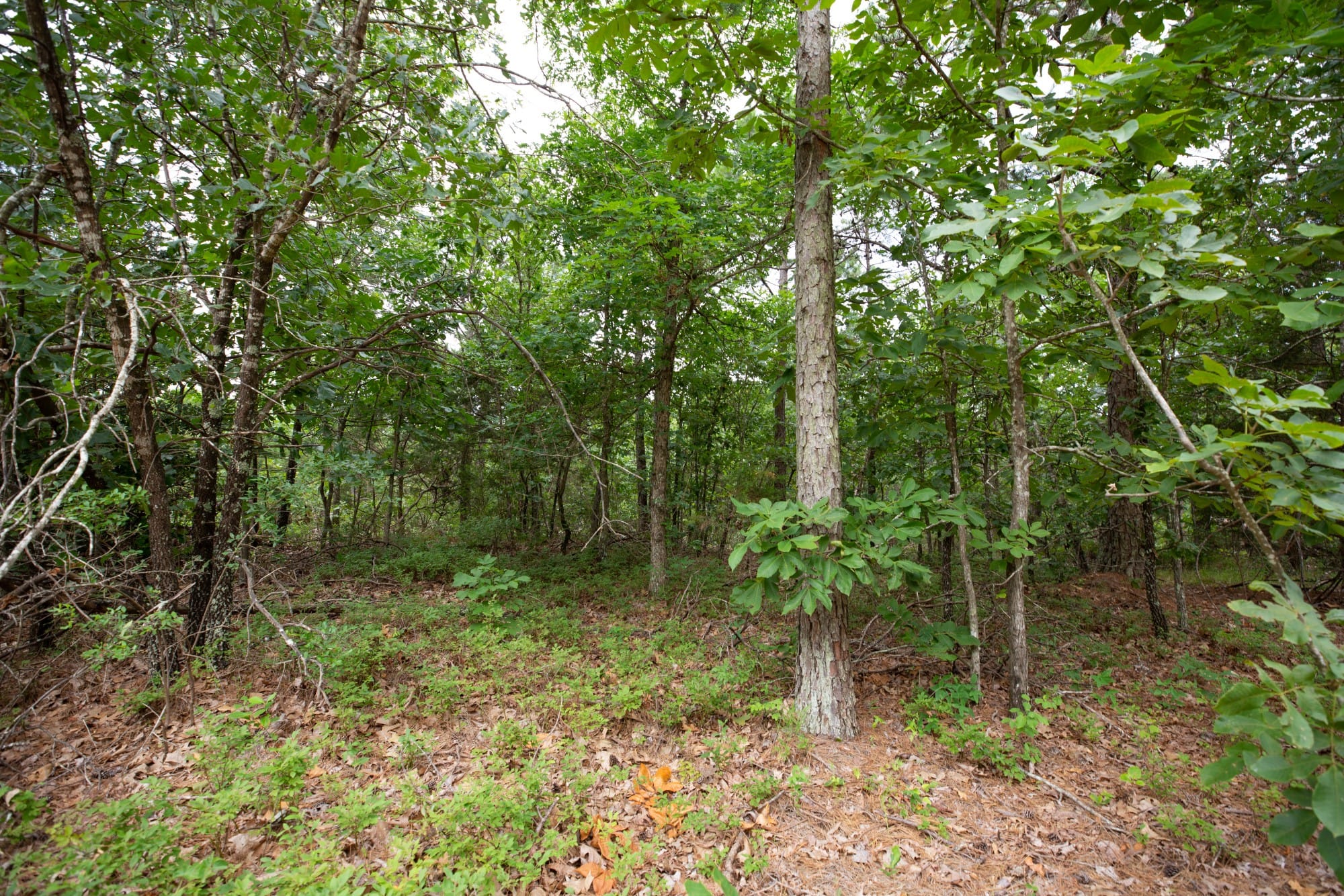 Eagle’s Nest Tract 38 photo 2