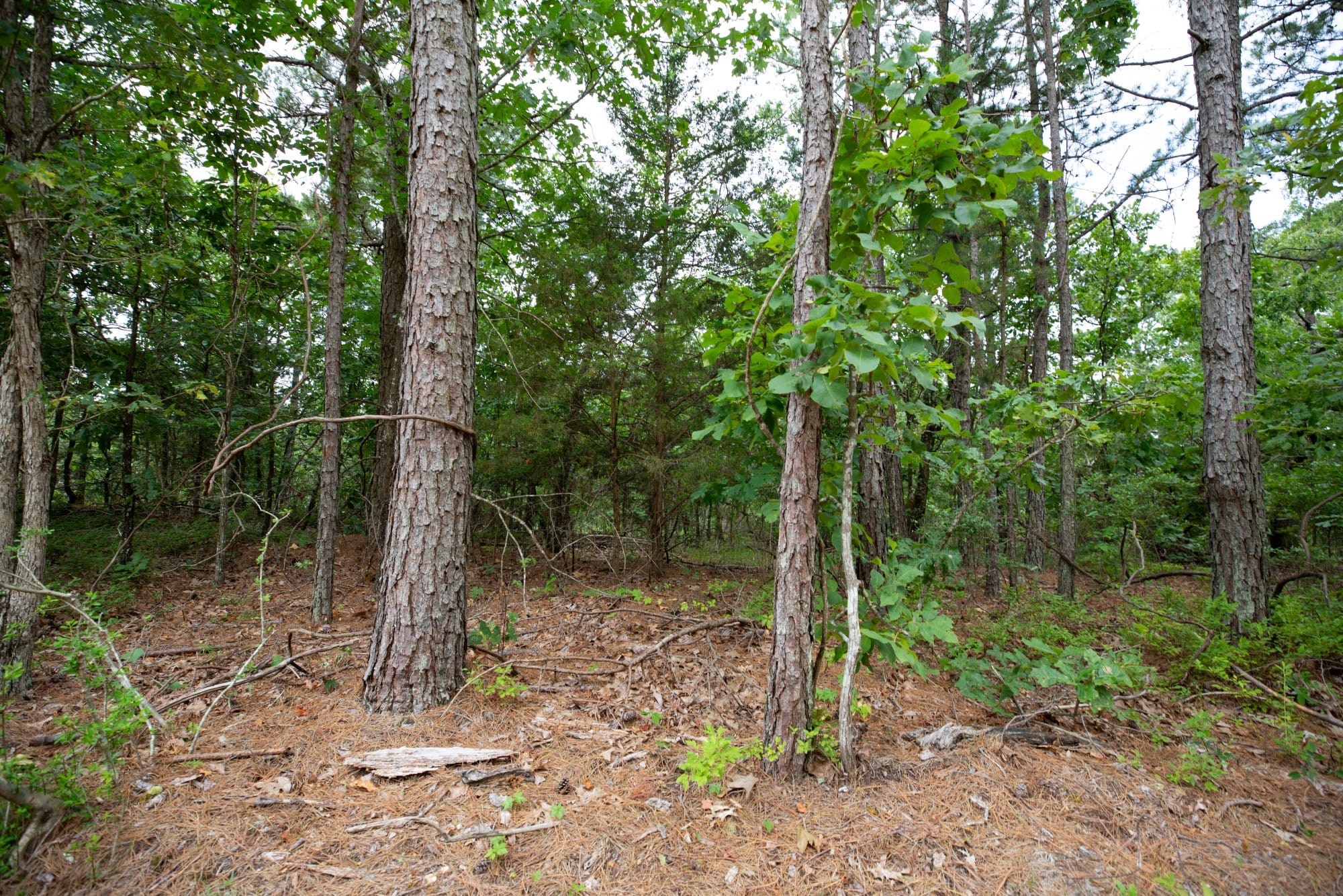 Eagle’s Nest Tract 38 photo 3