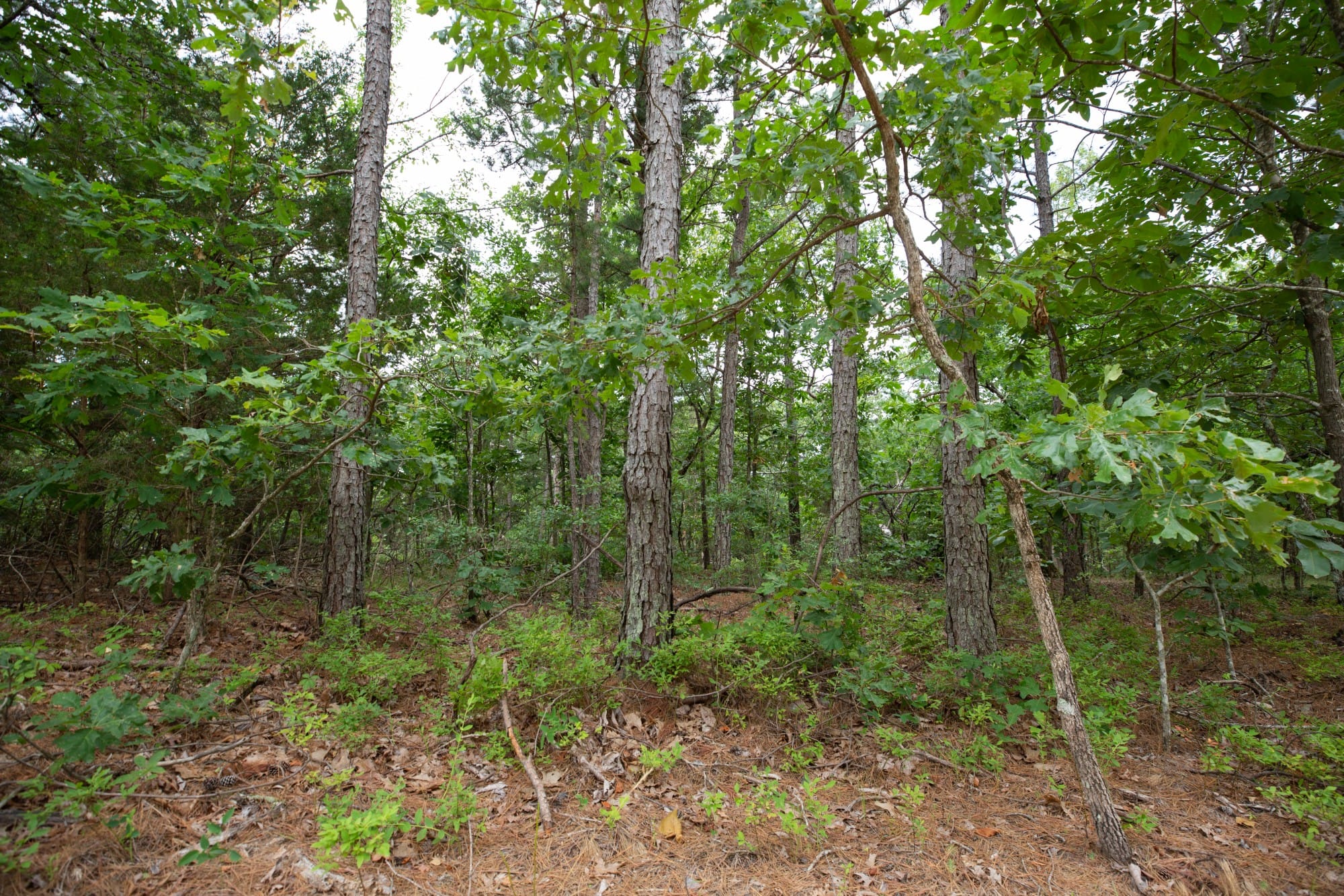 Eagle’s Nest Tract 38 photo 4