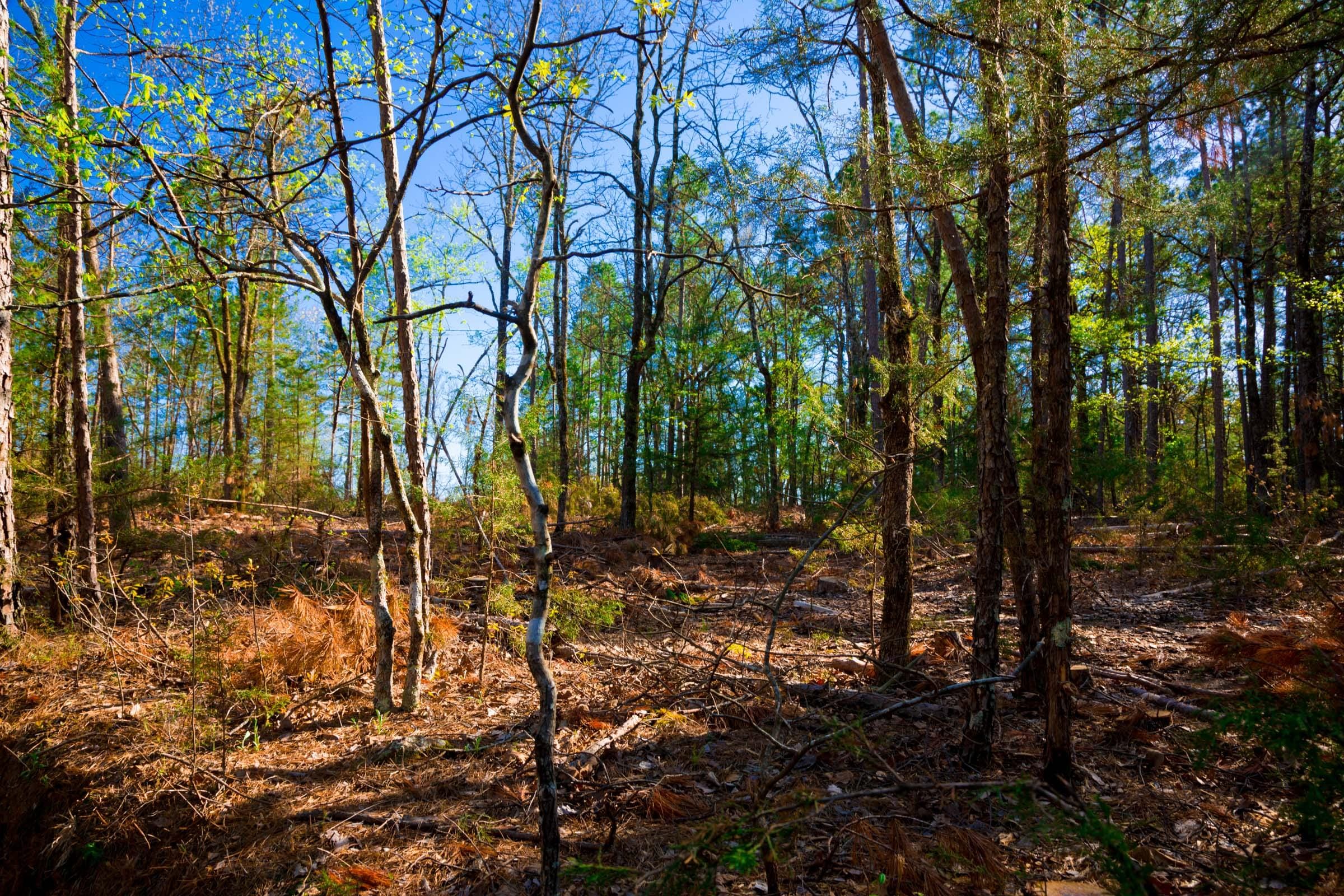 Stone Creek Phase II Tract 227 photo 10