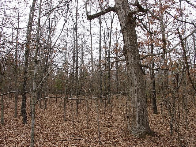 Barnes Hollow Tract 5 photo 2