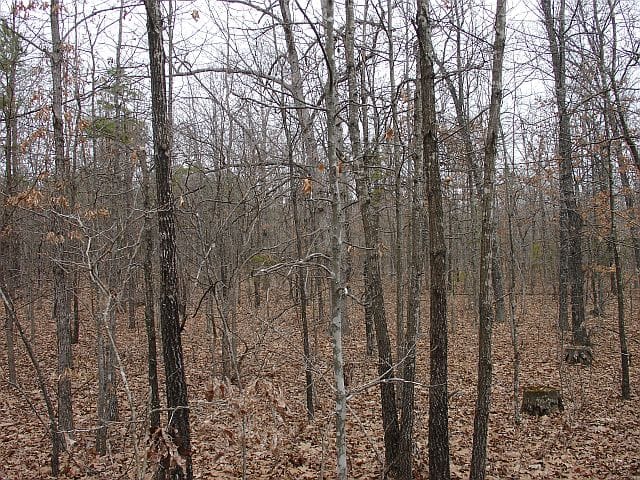 Barnes Hollow Tract 5 photo 3