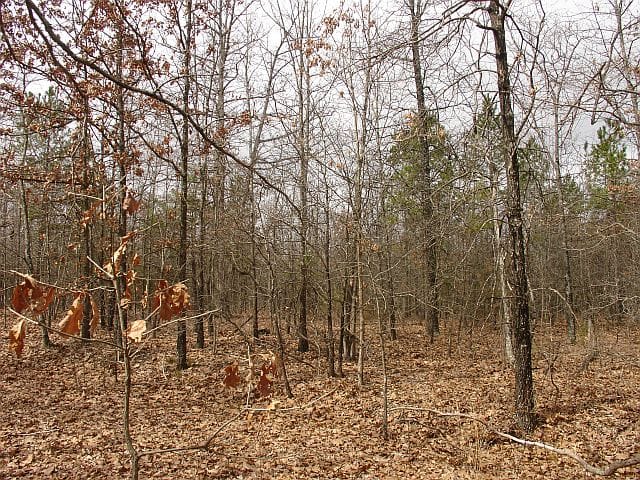 Barnes Hollow Tract 5 photo 4