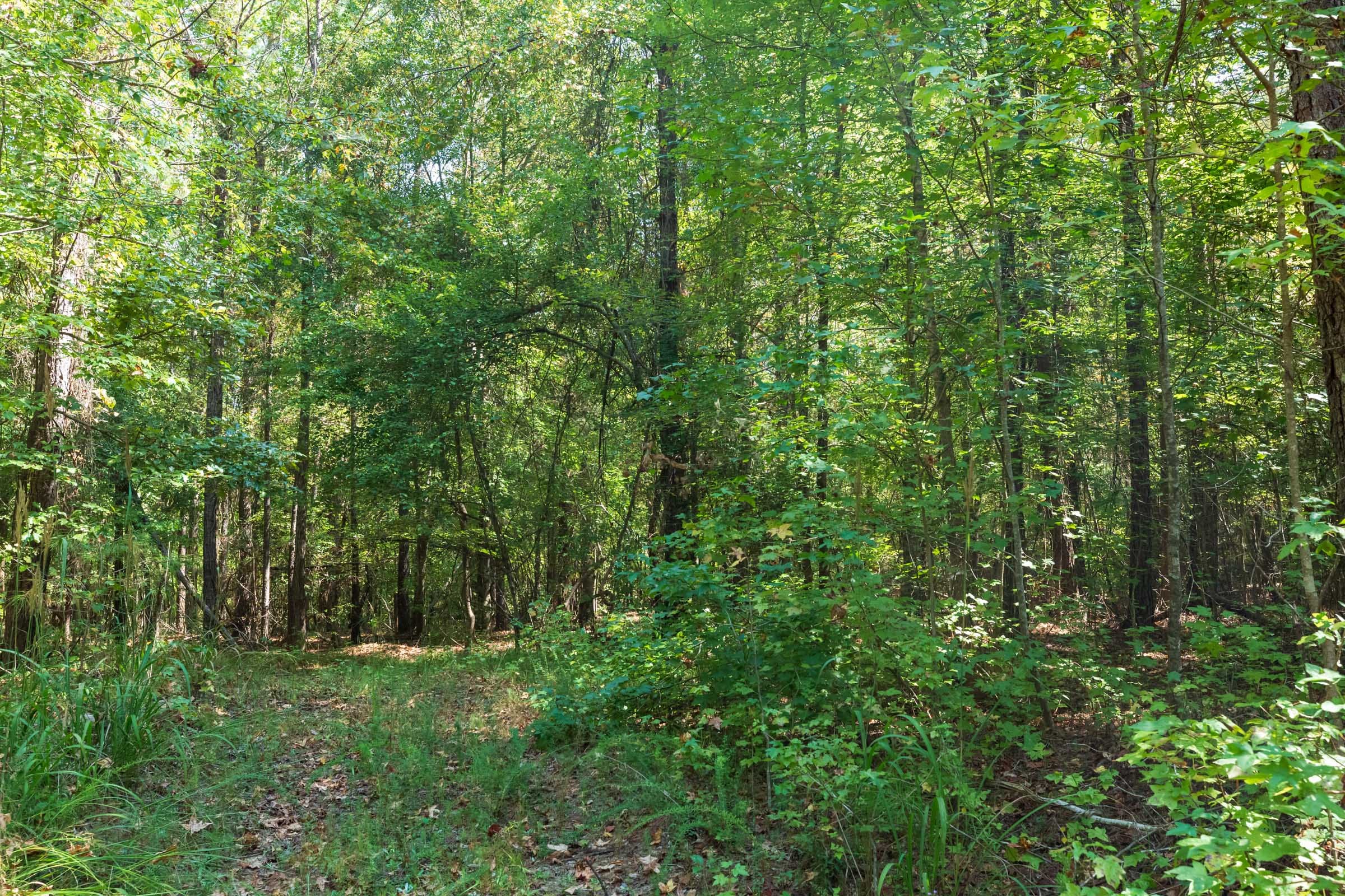 Willow Grove Tract 13 photo 2