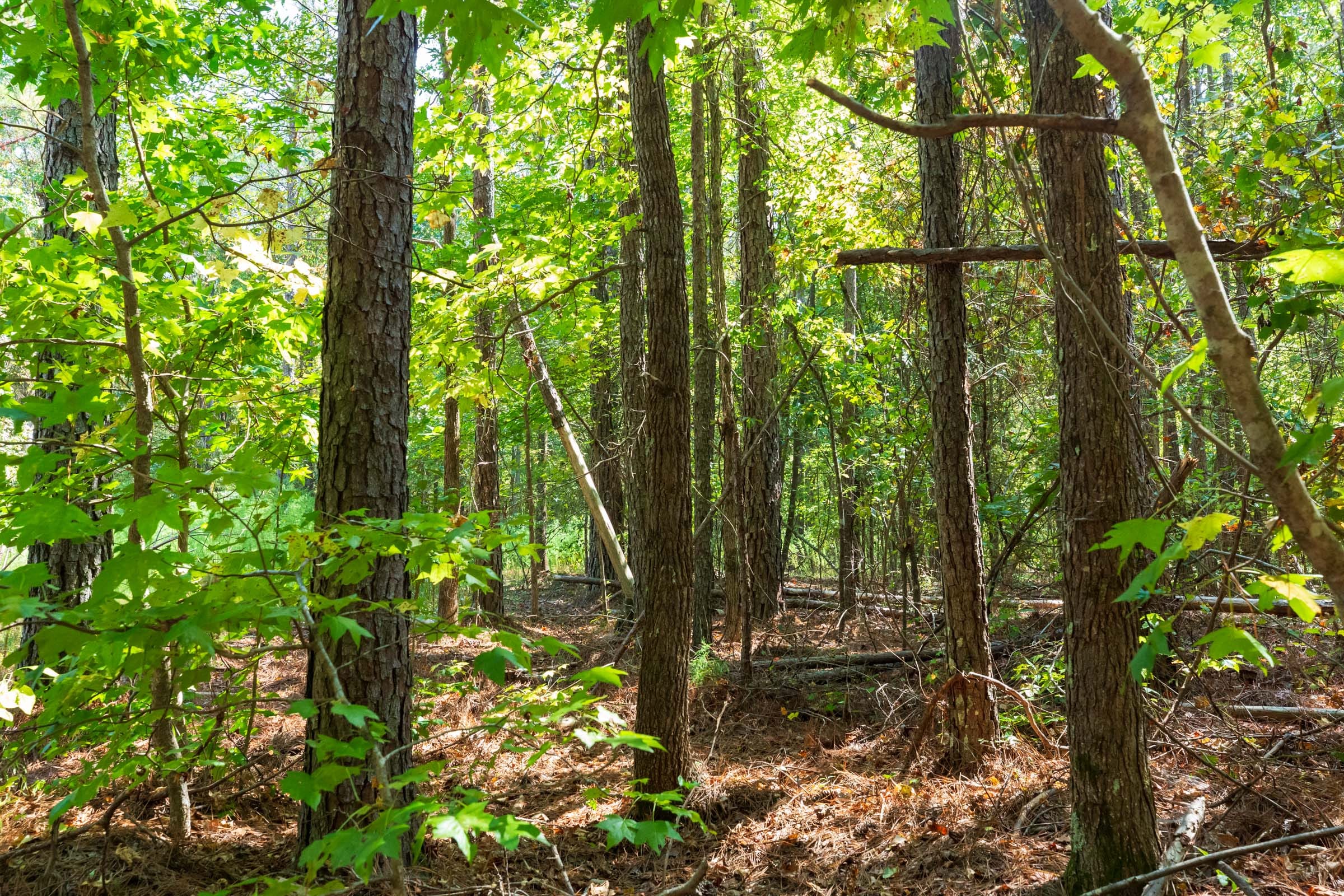 Willow Grove Tract 13 photo 3