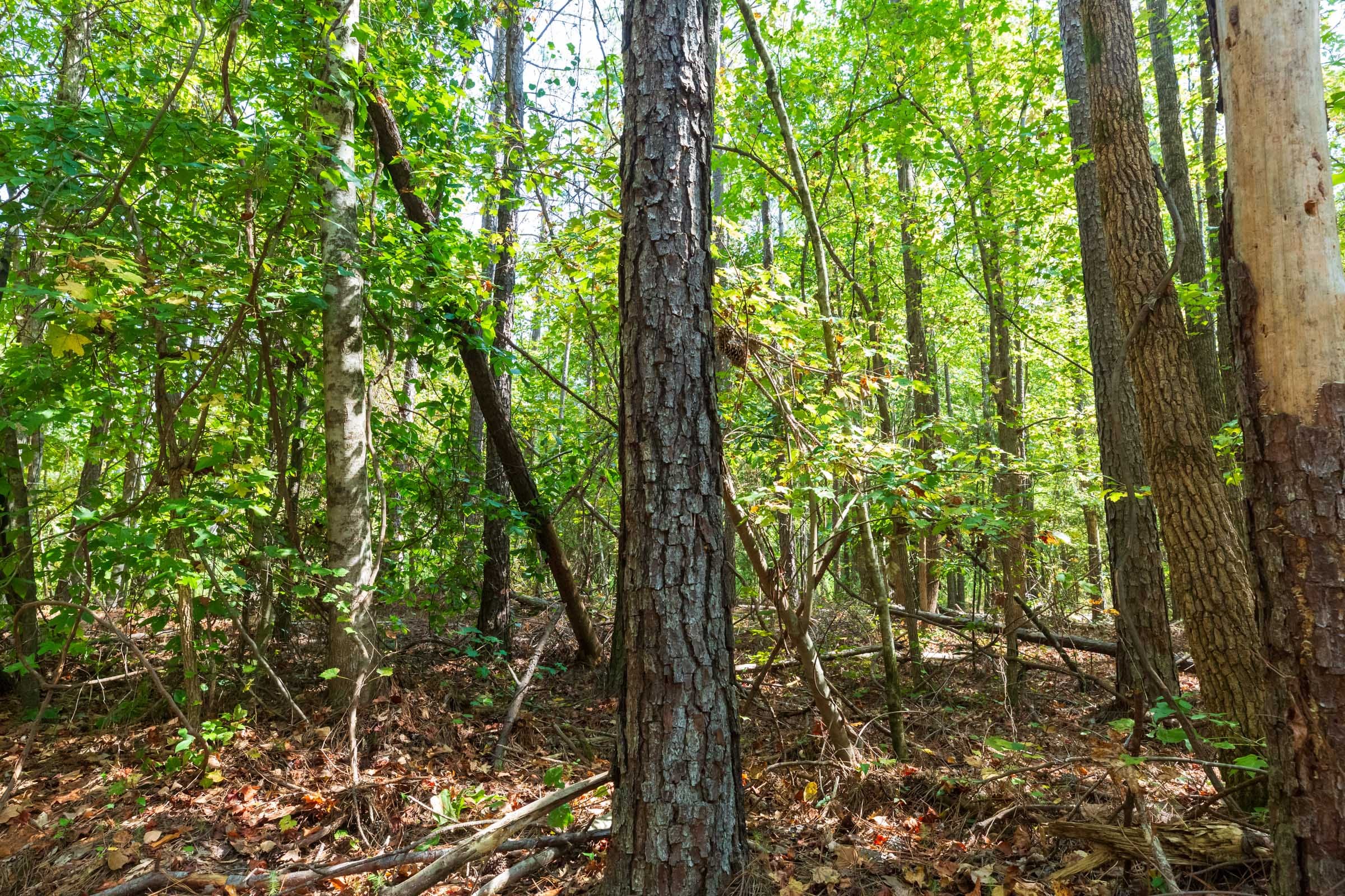 Willow Grove Tract 13 photo 7