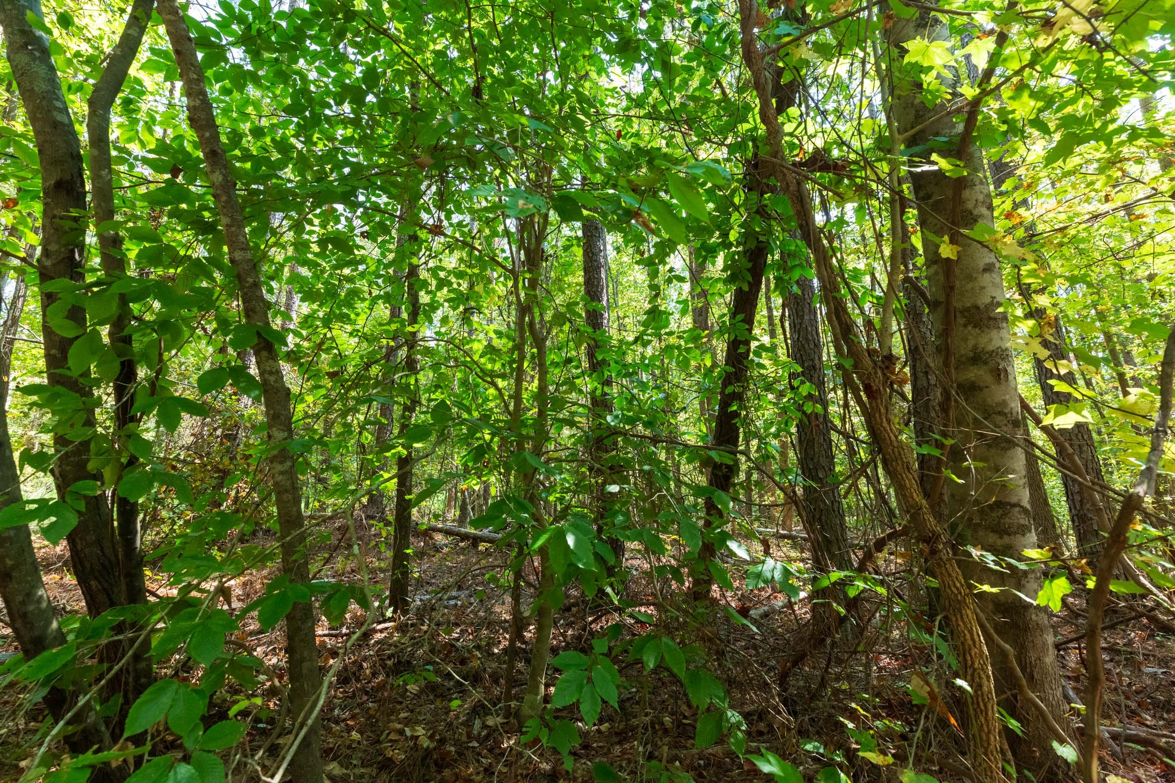 Willow Grove Tract 13 photo 6